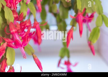 Accent sélectif sur la beauté du cactus de Noël: Un cactus de Noël rouge Schlumbergera en pleine floraison sur le rebord de la fenêtre Banque D'Images