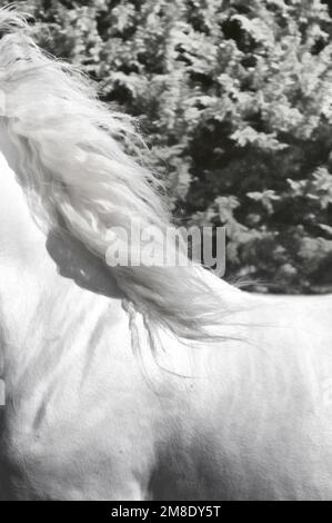 Image monochrome en noir et blanc de la manie fluide sur un cheval blanc de course, avec espace de copie, pour une utilisation possible de la couverture. Banque D'Images