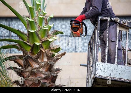 Élaguer un palmier avec une scie à arbre. Banque D'Images