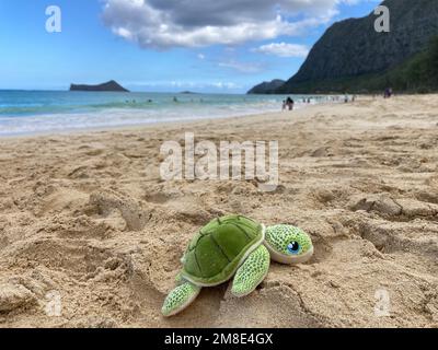 Peluche tortue verte sur sable. Flou Waimanalo Beach plage arrière-plan. Mise au point sélective. Banque D'Images