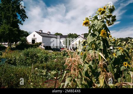 Des granges blanches et lumineuses s'élèvent à l'arrière-plan contre un ciel bleu à ciel étoilé avec des tournesols jaunes au premier plan à Codman Community Farms. Lincoln Banque D'Images