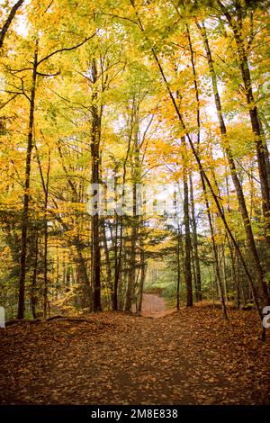 Sentier de feuillages d'automne à Stowe, dans le Vermont Banque D'Images