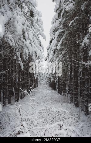La neige hivernante est recouverte de pins Banque D'Images