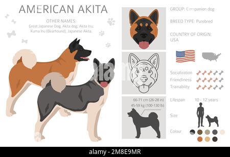 Chien American Akita clipart. Ensemble de couleurs de manteau. Position différente. Infographie sur les caractéristiques de toutes les races de chiens. Illustration vectorielle Illustration de Vecteur