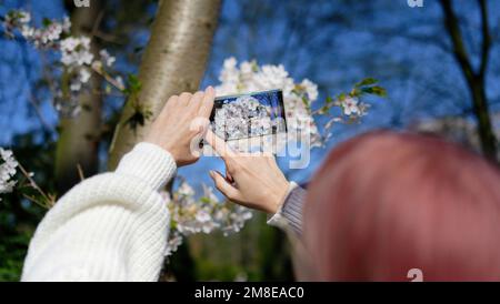 une femme avec un smartphone prend des photos de cerisiers en fleurs au printemps Banque D'Images