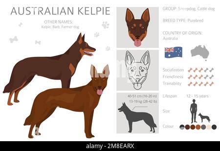 Kelpie australienne toutes les couleurs clipart. Différentes couleurs de pelage. Illustration vectorielle Illustration de Vecteur