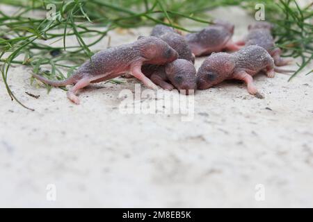 Groupe de petits rats ou souris nouveau-nés. Petits rats gris avec les yeux fermés. Rats et souris, rongeurs. Tests médicaux sur des rats Banque D'Images