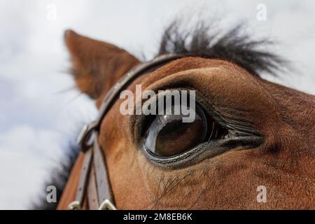 Un cheval marron gracieux regardant l'appareil photo. Le regard perceur d'un cheval. Fermez les yeux des chevaux et les cils Banque D'Images