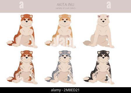 Akita Inu toutes les couleurs clipart. Différentes couleurs de pelage. Illustration vectorielle Illustration de Vecteur