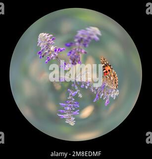 Coordonnées polaires cercle - image circulaire d'une dame papillon peinte (vanessa cardui) se nourrissant de fleurs de salvia - fond noir Banque D'Images