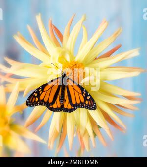 Un papillon monarque (danaus plexippus) sur une étoile dahlia (pinnata) fleur avec ailes étalées Banque D'Images