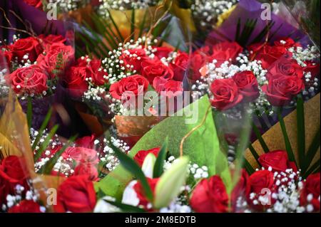 New York, États-Unis. 13th janvier 2023. Bouquets de roses rouges exposés, la fleur qui symbolise l'amour et le plus souvent achetée pendant la Saint-Valentin qui sera célébrée à 14 février, New York, NY, 13 janvier 2023. Aussi connu sous le nom de Saint Valentin ou Fête de Saint Valentin, c'est une célébration commerciale de romantisme et d'amour dans de nombreuses régions et cultures du monde. (Photo par Anthony Behar/Sipa USA) crédit: SIPA USA/Alay Live News Banque D'Images