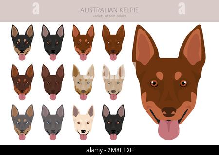 Kelpie australienne toutes les couleurs clipart. Différentes couleurs de pelage. Illustration vectorielle Illustration de Vecteur