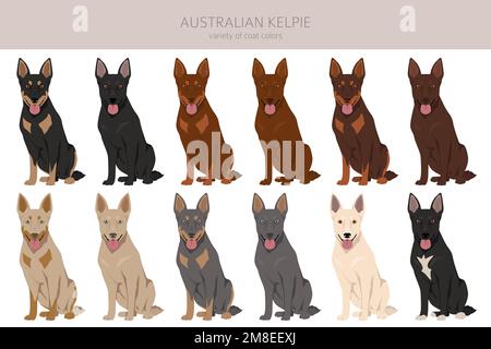 Kelpie australienne toutes les couleurs clipart. Différentes couleurs de pelage. Illustration vectorielle Illustration de Vecteur