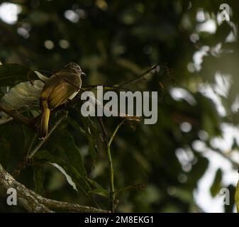 Les taureaux bruns blancs sont généralement vus individuellement ou par paires. Ils fourraillent dans les buissons pour les fruits, le nectar et les insectes. La saison de reproduction est répartie Banque D'Images