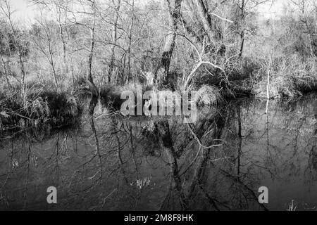 Photo en noir et blanc des reflets des arbres dans l'eau au parc national d'Inks Lake Burnet Texas Banque D'Images