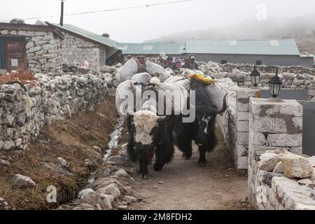 CAMP DE BASE DE L'EVEREST TREK/NÉPAL - 22 OCTOBRE 2015 : groupe de yaks népalais noirs transportant leur lourde charge dans un village himalayen isolé. Banque D'Images