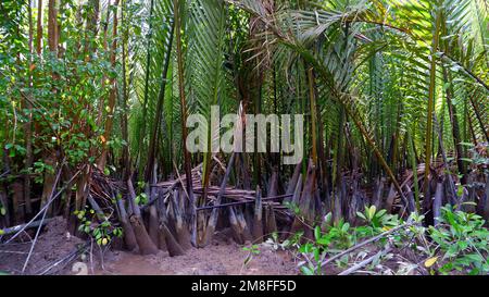 Vue naturelle de l'habitat forestier et des palmiers de Nipa, dans le village de Belo Laut, en Indonésie Banque D'Images