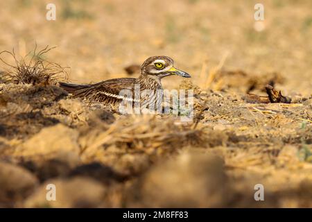 Curlew indien en pierre. Oiseau brun. Oiseau dans la nature. Banque D'Images