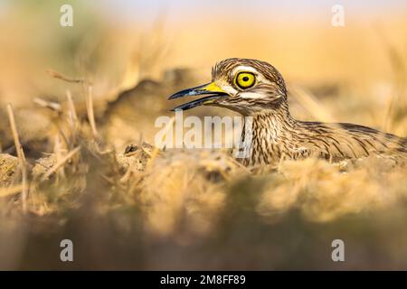 Curlew indien en pierre. Oiseau brun. Oiseau dans la nature. Banque D'Images