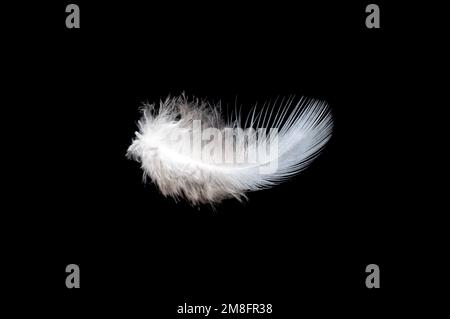 Plume blanche sur fond noir, isoler Banque D'Images