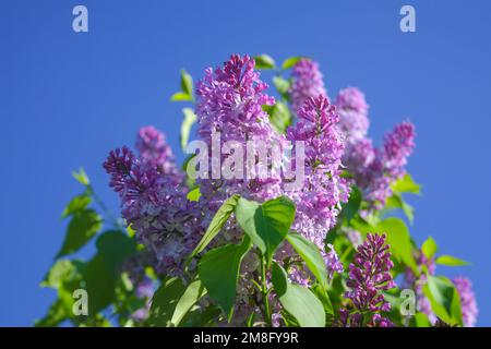 Fleurs de lilas roses ou Syringa dans le parc de la ville, fond bleu ciel. Banque D'Images