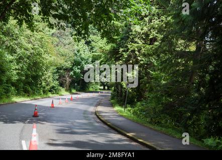 Vie saine - démarcation de la route spéciale, barrière conique pour la voie de vélo dans le parc Stanley, Vancouver. La route dans la forêt. Promenades dans la nature Banque D'Images