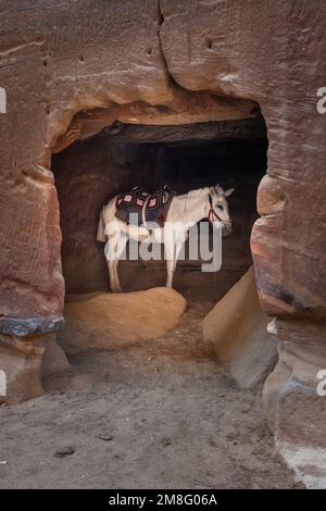 Cheval blanc arabe debout dans une grotte, également appelé gris ou gris à Pétra, près de Wadi Musa, Jordanie Banque D'Images