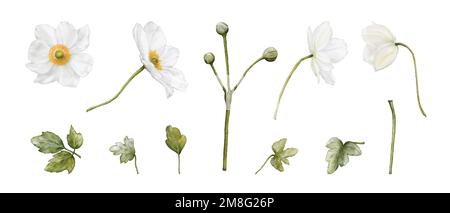 Ensemble de fleurs d'Anemone et d'éléments aquarelle de feuilles pour l'arrangement. Idéal pour les festivals d'hiver décoratifs, le printemps, le mariage, les invitations, ou Illustration de Vecteur