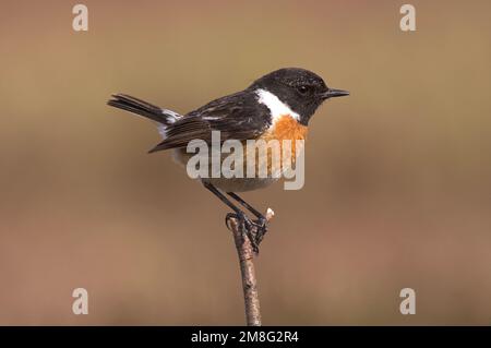 European Stonechat perché masculin ; homme Roodborsttapuit zittend Banque D'Images