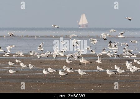 Zilvermeeuw groep dans le Westhoek ; Herring Gull troupeau à Westhoek Banque D'Images