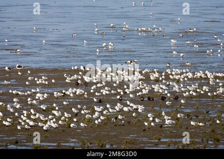 En steltlopers Hoogwatervluchtplaats ont rencontré meeuwen en Bergeenden ; les bas fonds vaseux avec des cuissardes, des goélands en Shellducks Banque D'Images