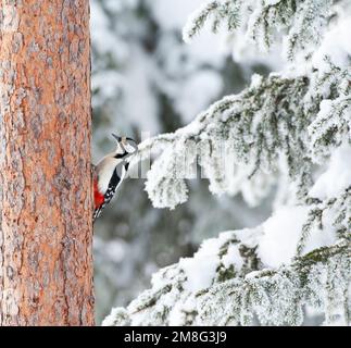 Grote Bonte Specht tegen een boom dans la taïga, besneeuwd pad bos pic perché contre un arbre dans une forêt de la taïga enneigée Banque D'Images