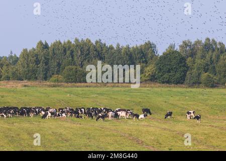 Troupeau de vaches noires et blanches veaux pastant et mangeant de l'herbe sur un pré de pâturage, bétail sur un terrain de ranch de ferme animale en été ensoleillé jour, countrys Banque D'Images