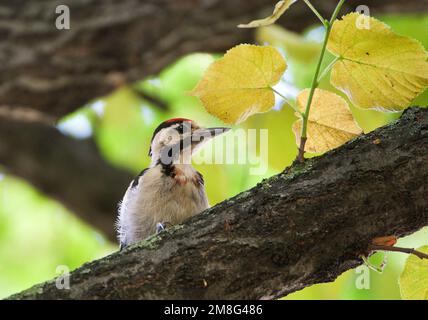 Syrische Bonte Specht, Pic, Dendrocopos syriacus syrien Banque D'Images