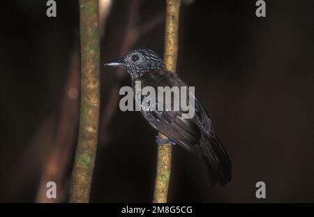 Black-hooded Antshrike Zwartkap mierklauwier ; perché-zittend Banque D'Images