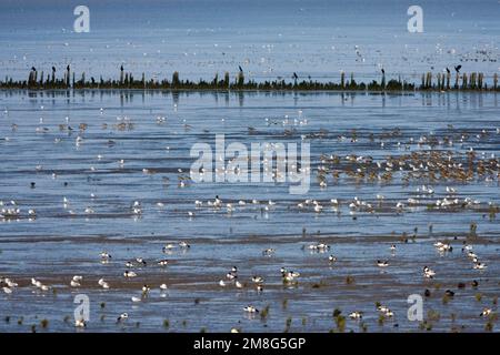 En steltlopers Hoogwatervluchtplaats ont rencontré meeuwen en Bergeenden ; les bas fonds vaseux avec des cuissardes, des goélands en Shellducks Banque D'Images