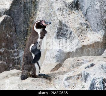 Manchot de Humboldt (Spheniscus humboldti) perché sur un rocher dans l'océan au large des côtes du Pérou, près de Lima Banque D'Images