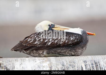 Dans rustend Peruaanse "Pélican" de haven van Lima ; Pelican péruvienne au repos dans le port de Lima Banque D'Images