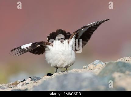 Dans Witbuikwipstaart Ernstig bedreigde van de hoge Andes Pérou ; critique d'extinction Cinclode à ventre blanc (palliatus Cinclode) dans les Andes de Banque D'Images