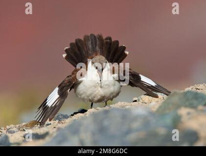 Baltsende Witbuikwipstaart ; Dancing Cinclode à ventre blanc (dans Marcapomacocha Grèbe palliatus), Pérou. Banque D'Images