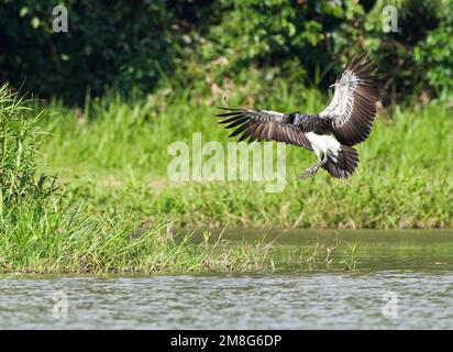 Anioema landend in een Oxbow ; Landing Horned Screamer (Anhima cornuta) dans un lac d'Oxbow péruvienne Banque D'Images