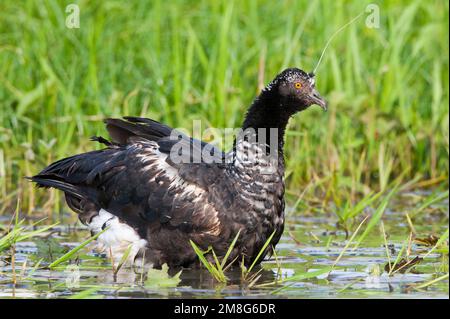 Anioema, Horned Screamer, Anhima cornuta Banque D'Images