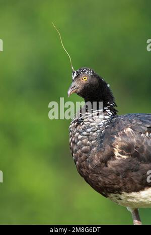 Anioema, Horned Screamer, Anhima cornuta Banque D'Images