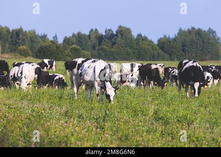 Troupeau de vaches noires et blanches veaux pastant et mangeant de l'herbe sur un pré de pâturage, bétail sur un terrain de ranch de ferme animale en été ensoleillé jour, countrys Banque D'Images