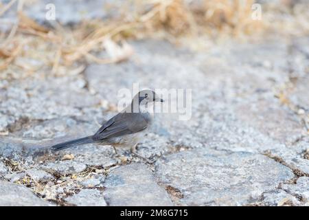 Femme usés (Sylvia melanocephala Fauvette Sarde) debout sur une route pendant l'été. Banque D'Images