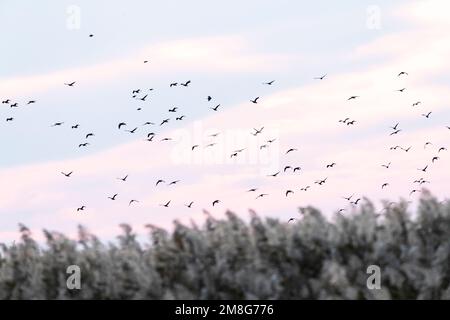 Cormoran pygmée (Turdus pygmaeus) affluent à la côte bulgare pendant la migration d'automne. Banque D'Images