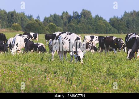 Troupeau de vaches noires et blanches veaux pastant et mangeant de l'herbe sur un pré de pâturage, bétail sur un terrain de ranch de ferme animale en été ensoleillé jour, countrys Banque D'Images