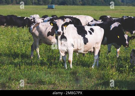 Troupeau de vaches noires et blanches veaux pastant et mangeant de l'herbe sur un pré de pâturage, bétail sur un terrain de ranch de ferme animale en été ensoleillé jour, countrys Banque D'Images
