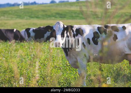 Troupeau de vaches noires et blanches veaux pastant et mangeant de l'herbe sur un pré de pâturage, bétail sur un terrain de ranch de ferme animale en été ensoleillé jour, countrys Banque D'Images